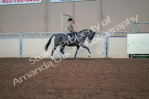 2019 Morgan Horse Show - Aug 30, 2019 - 20711