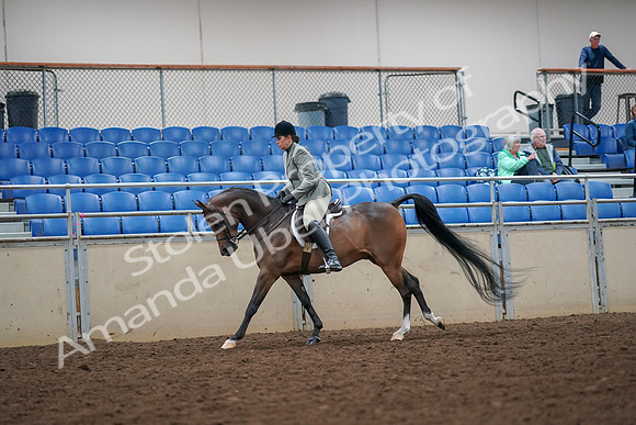 2019 Morgan Horse Show - Aug 30, 2019 - 17460