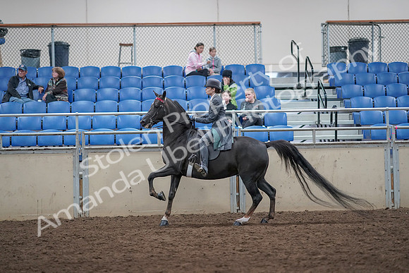 2019 Morgan Horse Show - Aug 31, 2019 - 09449
