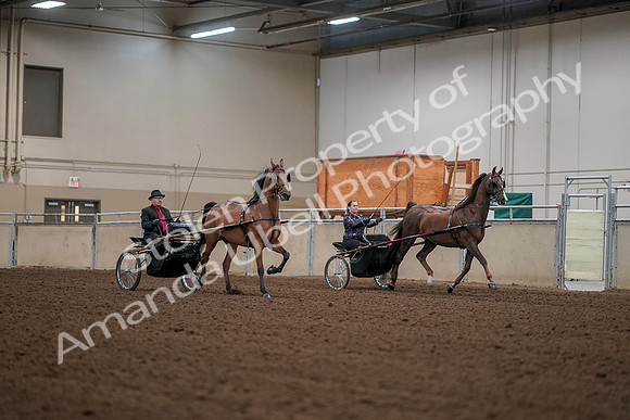 2019 Morgan Horse Show - Aug 30, 2019 - 13383