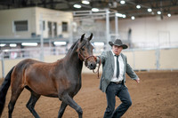 2020 - AB Morgan Horse - Sat, Sept 05 - 00135