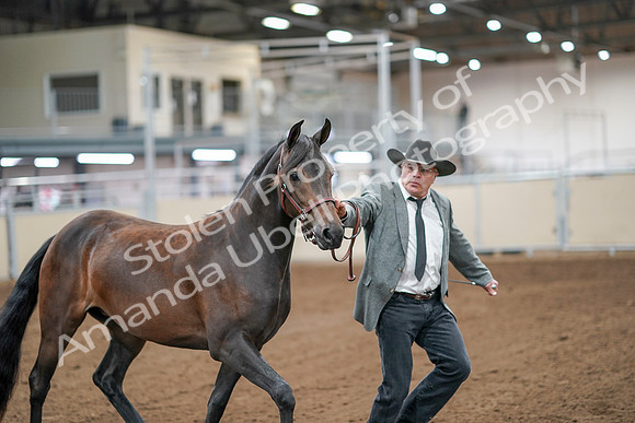 2020 - AB Morgan Horse - Sat, Sept 05 - 00135