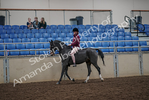 2019 Morgan Horse Show - Aug 30, 2019 - 31130