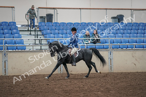 2019 Morgan Horse Show - Aug 31, 2019 - 07343