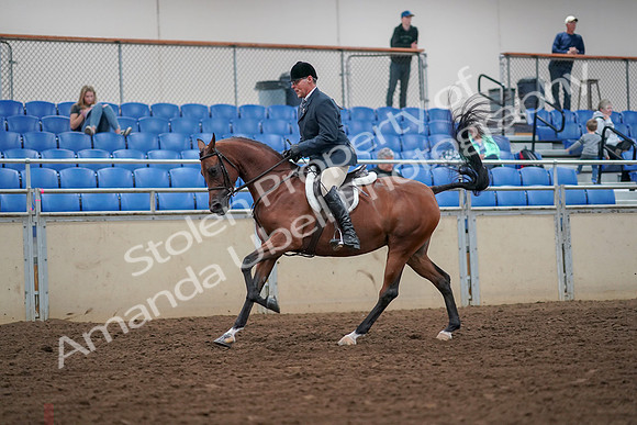 2019 Morgan Horse Show - Aug 30, 2019 - 16351