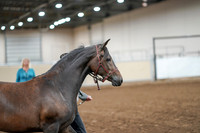 2020 - AB Morgan Horse - Sat, Sept 05 - 00138