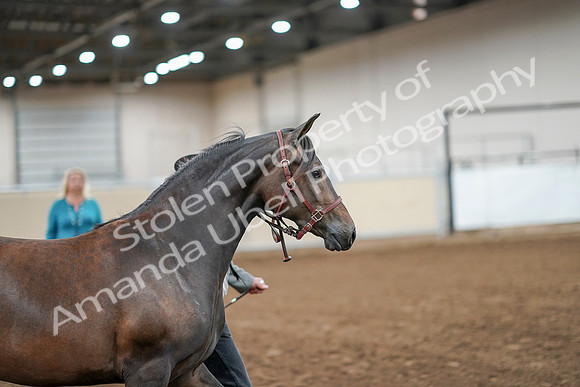 2020 - AB Morgan Horse - Sat, Sept 05 - 00138