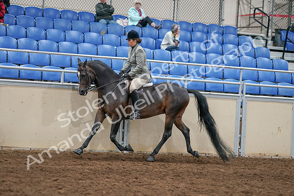 2020 - AB Morgan Horse - Sat, Sept 05 - 14488