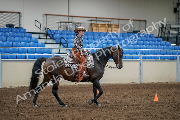 2020 - AB Morgan Horse - Fri, Sept 04 - 00389