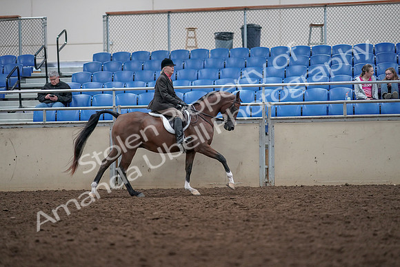 2019 Morgan Horse Show - Aug 31, 2019 - 16104