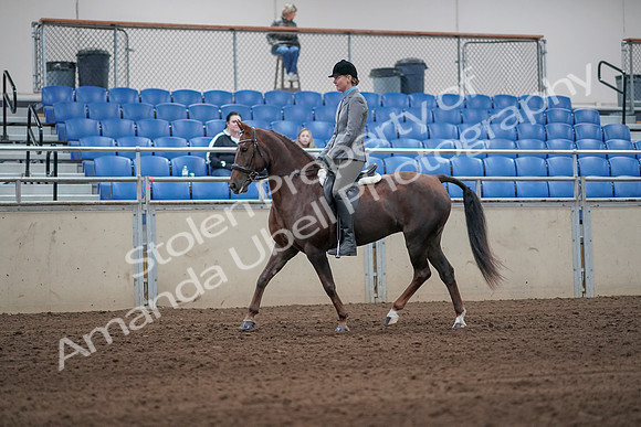 2019 Morgan Horse Show - Sept 01, 2019 - 06226