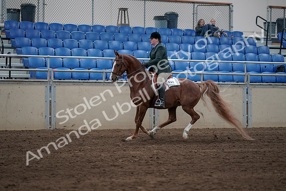 2019 Morgan Horse Show - Sept 01, 2019 - 12266