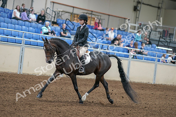 2020 - AB Morgan Horse - Fri, Sept 04 - 05813