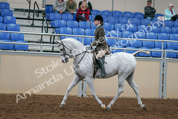 2020 - AB Morgan Horse - Sat, Sept 05 - 14447
