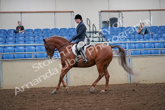 2019 Morgan Horse Show - Aug 30, 2019 - 16315