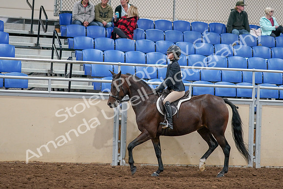 2020 - AB Morgan Horse - Sat, Sept 05 - 14263