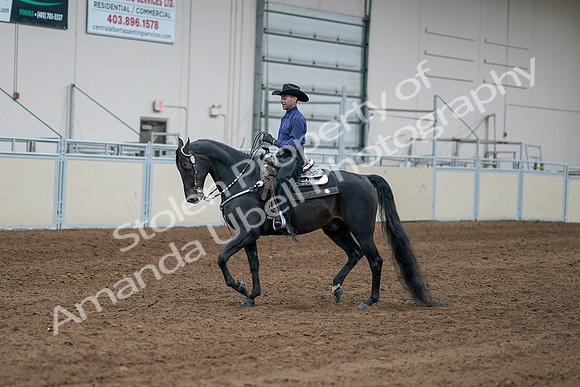 2020 - AB Morgan Horse - Sun, Sept 06 - 07644