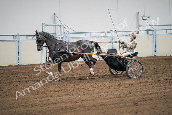 2020 - AB Morgan Horse - Sat, Sept 05 - 06019