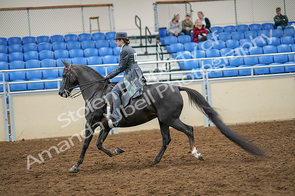 2020 - AB Morgan Horse - Sat, Sept 05 - 13587