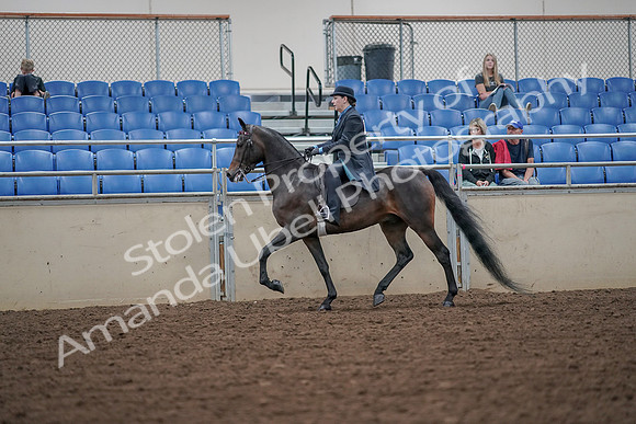 2019 Morgan Horse Show - Aug 30, 2019 - 15388