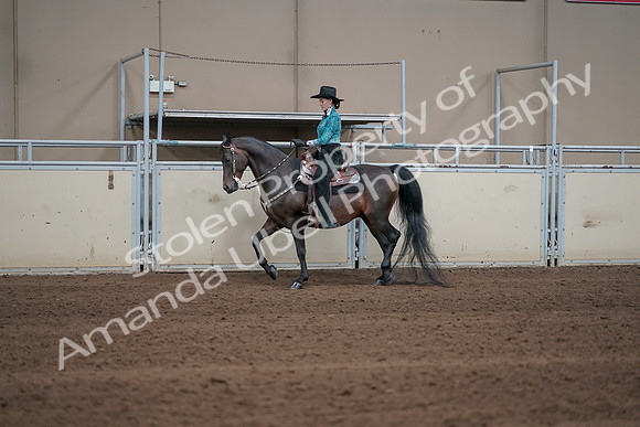 2019 Morgan Horse Show - Sept 01, 2019 - 06915