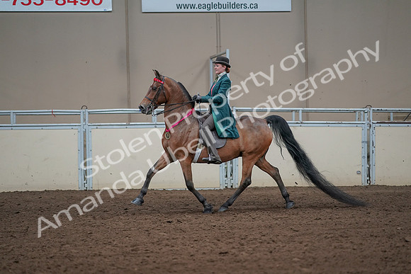 2019 Morgan Horse Show - Sept 01, 2019 - 13479