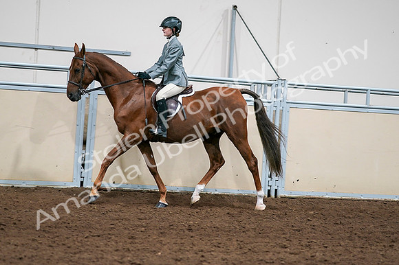 2020 - AB Morgan Horse - Fri, Sept 04 - 03037