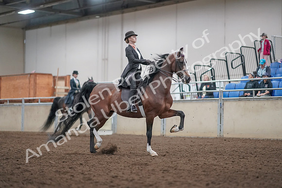 2019 Morgan Horse Show - Aug 31, 2019 - 08896