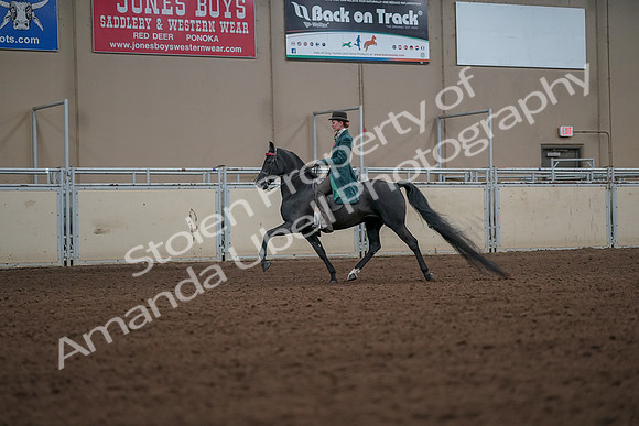2019 Morgan Horse Show - Aug 30, 2019 - 15438