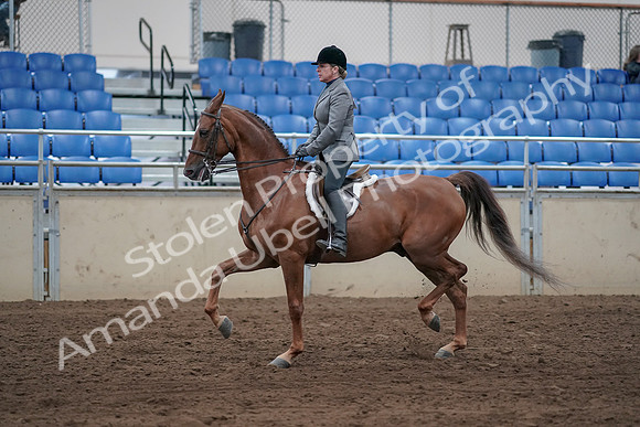 2019 Morgan Horse Show - Sept 01, 2019 - 12240