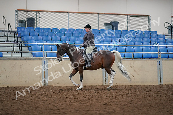 2019 Morgan Horse Show - Aug 30, 2019 - 22226