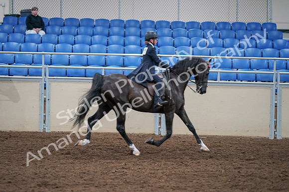 2020 - AB Morgan Horse - Fri, Sept 04 - 03174