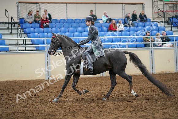 2020 - AB Morgan Horse - Sat, Sept 05 - 13583