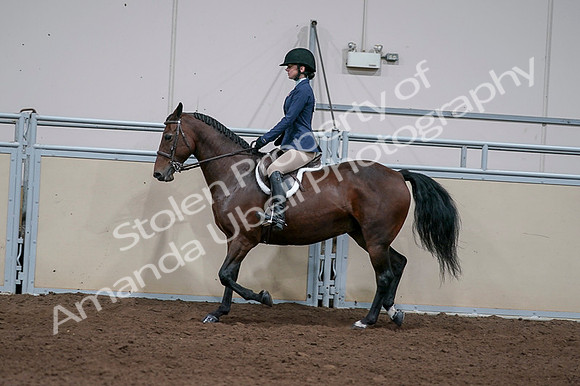 2020 - AB Morgan Horse - Fri, Sept 04 - 05925