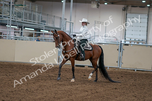 2020 - AB Morgan Horse - Fri, Sept 04 - 03470