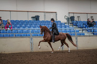2019 Morgan Horse Show - Aug 30, 2019 - 26479