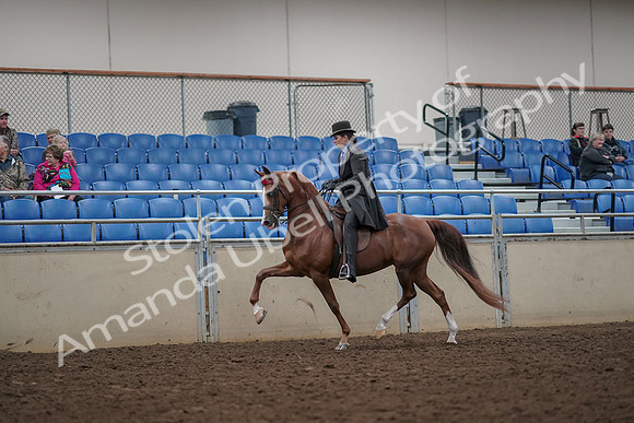 2019 Morgan Horse Show - Aug 30, 2019 - 26479