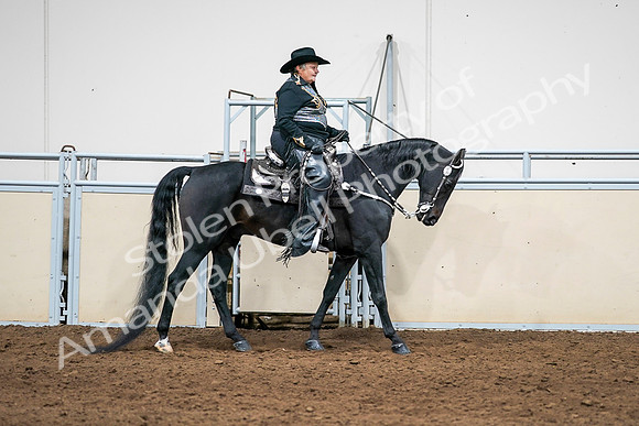 2020 - AB Morgan Horse - Sat, Sept 05 - 08952