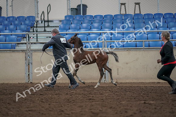 2019 Morgan Horse Show - Aug 31, 2019 - 00413