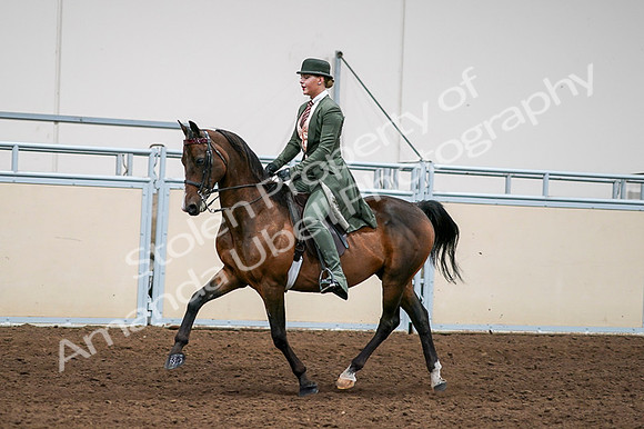 2020 - AB Morgan Horse - Fri, Sept 04 - 03296