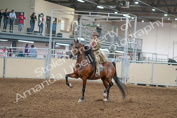 2020 - AB Morgan Horse - Sat, Sept 05 - 07935