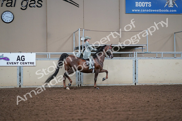 2019 Morgan Horse Show - Aug 30, 2019 - 18079