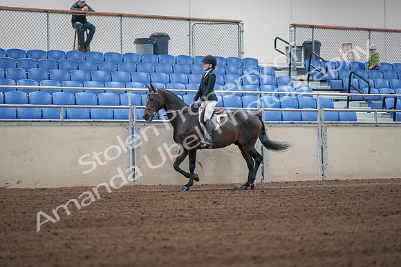 2019 Morgan Horse Show - Sept 01, 2019 - 03645