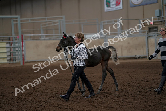 2019 Morgan Horse Show - Aug 30, 2019 - 24848