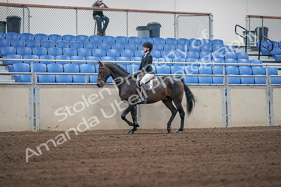 2019 Morgan Horse Show - Sept 01, 2019 - 03653