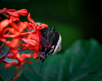 Insects - 015