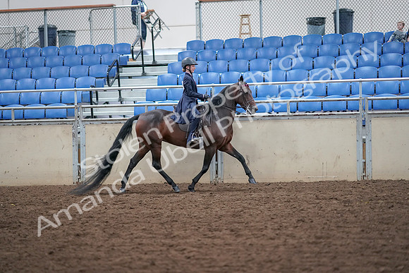 2019 Morgan Horse Show - Aug 30, 2019 - 18122
