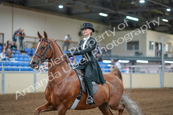 2020 - AB Morgan Horse - Fri, Sept 04 - 06995