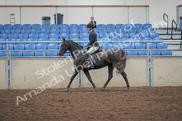 2019 Morgan Horse Show - Aug 30, 2019 - 14896