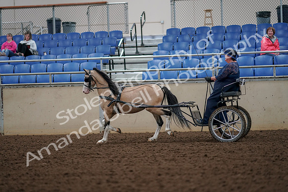 2019 Morgan Horse Show - Aug 30, 2019 - 13304
